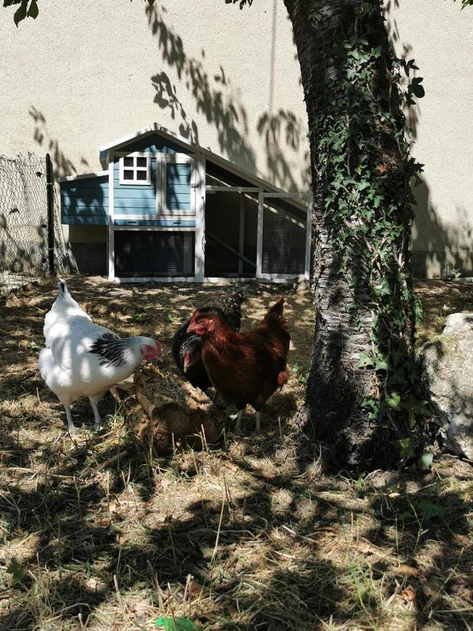 Quatre Chats Sous Un Pin Le Thoureil Exterior foto