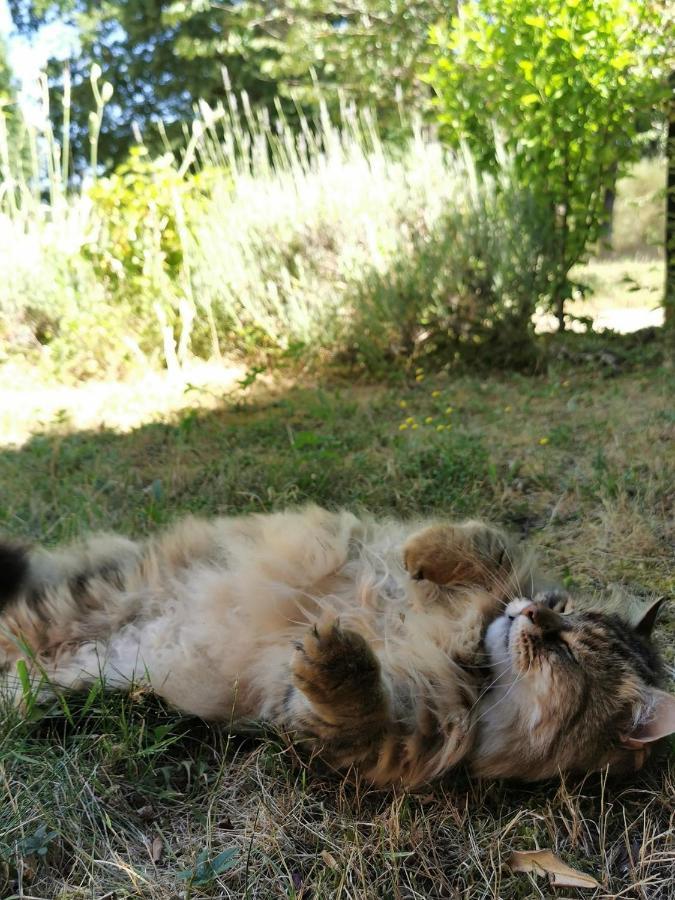 Quatre Chats Sous Un Pin Le Thoureil Exterior foto
